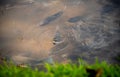 Many tilapia fish swim close to the water surface in the muddy lake waters high angle shot Royalty Free Stock Photo