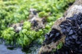 Many tiny black mussel shells in a group