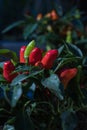 many tiny red peppers in group