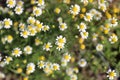 Many Tiny Yellow and White Daisy Flowers of the Roman Chamomile Herb Plant Royalty Free Stock Photo