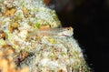 Many-toothed blenny
