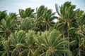 Many Top of the Coconut Trees Leaf blow by wind