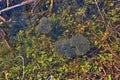 Many transparent and slimy caviar deferred tadpoles toads and frogs in the nature of spring in a forest puddle Royalty Free Stock Photo