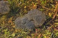 Many transparent and slimy caviar deferred tadpoles toads and frogs in the nature of spring in a forest puddle Royalty Free Stock Photo