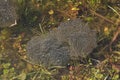 Many transparent and slimy caviar deferred tadpoles toads and frogs in the nature of spring in a forest puddle Royalty Free Stock Photo