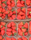 many trays of red strawberries