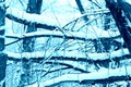 Many tree branches covered with snow in the forest. Blue color winter background Royalty Free Stock Photo