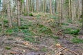 Many tree branches on the ground in the forest after sanitary felling trees, chipping material