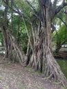 Many tree look like as only one. Royalty Free Stock Photo