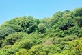 Many tree on mountain in Thailand. Tropical rain forest with blue sky. Beautiful of Jungle in Southeast Asia Royalty Free Stock Photo