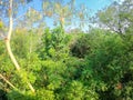 Many tree on mountain in Thailand. Tropical rain forest with blue sky. Beautiful of Jungle in Southeast Asia Royalty Free Stock Photo