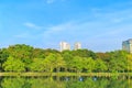 Many tree in public park with swamp and bright sky. Royalty Free Stock Photo