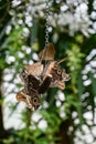 Many tropical butterflies feeding tropical fruits, forest giant owl Royalty Free Stock Photo