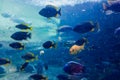 Many tropical fish swimming in a dirty aquarium with murky water Royalty Free Stock Photo