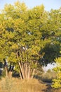 Many-Trunked Tree in Afternoon Sunlight