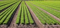 many tufts of green lettuce in the fertile field on sandy ground