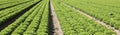 many tufts of green lettuce in a field