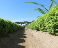 many tufts of lettuce in a field