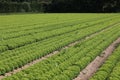 many tufts of lettuce in a large field