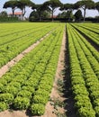 many tufts of lettuce in a large field