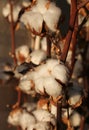 Many tufts of white cotton on the intensive cultivation of cotto