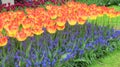 Many Tulip flowers, horizontal