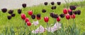 Many of tulips different colors on a flowerbed in spring. Royalty Free Stock Photo