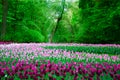 Many tulips planted in the old Park on a background of forest and solar rays