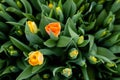Tulip buds. View from above. Macro. Green background, a bit of yellow and orange for these beautiful tulips Royalty Free Stock Photo