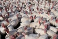 Many turkeys Royalty Free Stock Photo