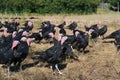 Many turkeys at the farm Royalty Free Stock Photo