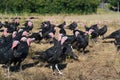 Many turkeys at the farm