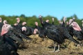 Many turkeys at the farm