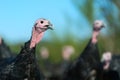 Many turkeys at the farm Royalty Free Stock Photo