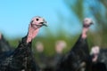 Many turkeys at the farm