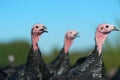 Many turkeys at the farm Royalty Free Stock Photo