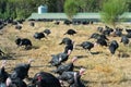 Many turkeys at the farm Royalty Free Stock Photo