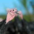 Many turkeys at the farm Royalty Free Stock Photo