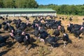 Many turkeys at the farm