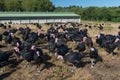 Many turkeys at the farm Royalty Free Stock Photo