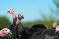 Many turkeys at the farm Royalty Free Stock Photo