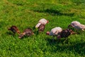 Many turkeys on the grass. Breeding of turkeys. Herd of turkeys grazing on the grass.