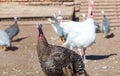 Many turkeys are walking in the pen for birds on the farm.