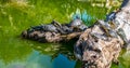 Many turtles sun themselves on a log in a pond Royalty Free Stock Photo