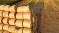 Many twisted dry wheat straw in roll bales on field during sunset sunrise Royalty Free Stock Photo