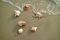 Many types of beautiful natural seashells scattered on the beach Royalty Free Stock Photo