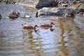 Mallard Ducks feed in the Arkansas River Royalty Free Stock Photo