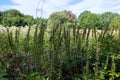 Many types of flowers and trees can be found in Hampstead heath park. Gorgeous park to visit to enjoy long walks