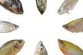 Many types of freshwater fish isolated on a white background, Top view with copy space, Fish species( Siamese mud carp, Clown