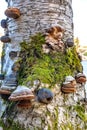 Many types of wood pores growing on a birch trunk Royalty Free Stock Photo